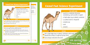 Between the combination of the anatomy and absolutely wonderful conditions, the shape is supposed to look like the front feet of a camel. Camel Feet Science Experiment Teacher Made