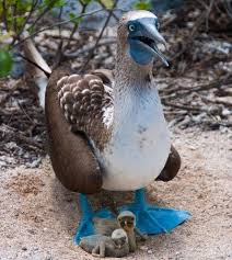 White Bird With Blue Feet Pin On Animal Friends