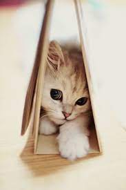 i love all pets breeds 5 ways to make living with a cat easier cute baby animals cute animals cats and kittens