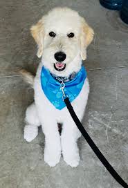 First Client Experience as a Groomer