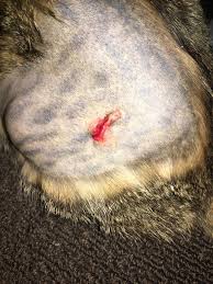 Her first instinct will be to lick around the incision to remove any debris. My Rescue Kitten Was Spayed Today Had 2 Layers Of Absorbable Stitches Then Surgical Glue On The Superficial Skin Layer She Hasn T Petcoach