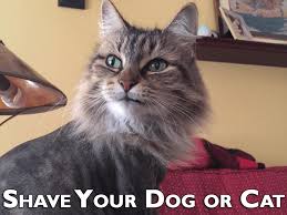 See how this cut might look on your feline and find out why many cat owners like it. Why You Should Never Shave Your Dog Or Cat For The Summer Pethelpful By Fellow Animal Lovers And Experts