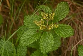 Image result for Cyphostemma montanum