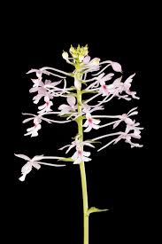 Image result for Calanthe