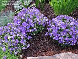 Full Size Picture Of Carpathian Harebell Carpathian Bellflower Tussock Bellflower Blue Clips Campanula Carpatica Campanula Plants Flower Garden