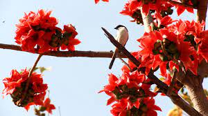 Check spelling or type a new query. Red Cotton Tree Flowers Welcome Spring In S China Cgtn