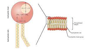 Simple diffusion is carried out by the actions of hydrogen bonds forming between water molecules an. Simple Diffusion And Passive Transport Article Khan Academy
