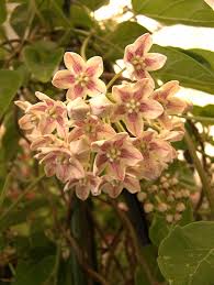 Image result for Marsdenia dregea