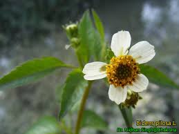 Image result for Melasma calycinum