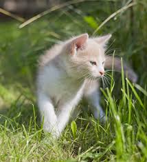 Repousser Les Chats Des Astuces De Grand Mere Pour Entretenir Votre Jardin Linternaute Repulsif Chat Jardin Chat Repulsif Chat Naturel