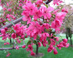0 more photos view gallery. Best Types Of Crabapple Trees For Your Yard Better Homes Gardens