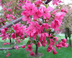 Flowering crabapple trees have to be planted in a very specific way. Best Types Of Crabapple Trees For Your Yard Better Homes Gardens