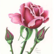 We did not find results for: A Good Photo Equals A Good Drawing How To Draw Flowers