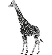 Check spelling or type a new query. Giraffe Black And White Vector Images Over 2 500