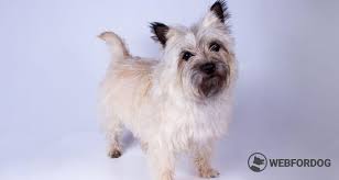 Image result for cairn teriér