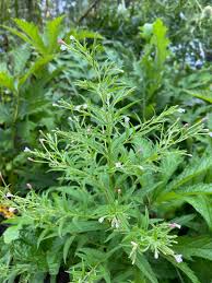 Image result for Epilobium salignum