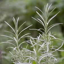 Image result for Helichrysum lastii