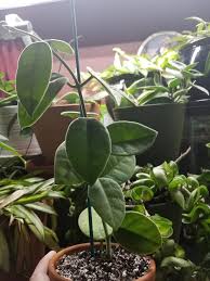 Hoya lauterbachii is one of the largest hoyas in existence and is phenomenal in its color, form and fragrance. Hoya Lauterbachii Album On Imgur