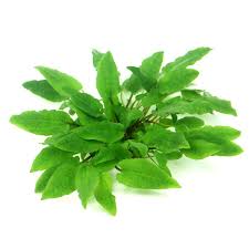 Many hobbyists who first get cryptocoryne wendtii into their aquariums will see a sudden. Dennerle Aquarienpflanze Cryptocoryne Wendtii Broad Leaf In Vitro