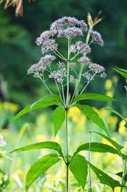 Plant either from seed or potted plants. Eutrochium Purpureum Sweet Joe Pye Weed Prairie Moon Nursery