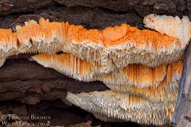 Image result for Pycnoporellus alboluteus
