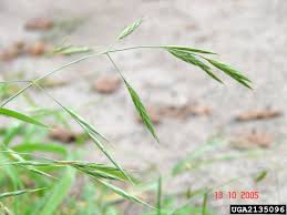 Image result for Bromus