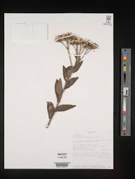 Image result for Dewildemania filifolia