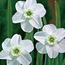 Green Eyes Daffodil Bulb Flowers Daffodil Bulbs Daffodils