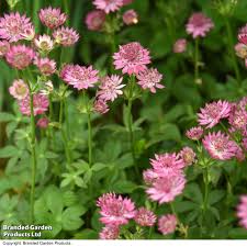 Image result for Astrantia major `Roma`