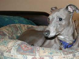 Italian greyhounds became popular amongst noblemen during the renaissance era. Italian Greyhounds Health And Safety Pethelpful