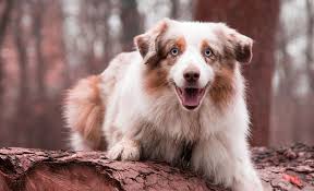 Why some australian shepherds have short coats. 14 Australian Shepherd Mixes Working Dogs With Hearts Of Gold