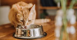 Castor & pollux organix dry cat food. Environmentally Friendly Cat Food See Our Top Picks