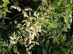Image result for Rumex sagittatus
