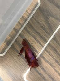 My Betta Fish Is Not Swimming And Gasping Under Water My Aquarium Club
