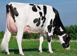 Buy & sell on ireland's largest dairy cattle marketplace. Pin On Zuzia I Puziety