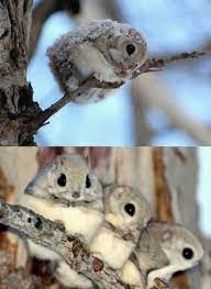 Japanese Dwarf Flying Squirrels Japanese Dwarf Flying Squirrel Cute Animals Flying Squirrel