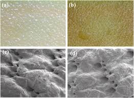 Image result for Tessmannia burttii