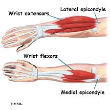 Learn vocabulary, terms and more with flashcards, games and other study tools. Elbow Anatomy Orthogate