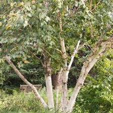 Maybe you would like to learn more about one of these? 11 Common Species Of Birch Trees