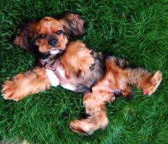 English cocker spaniel puppy for sale in clute, tx, usa. Townsend Kennel American Cocker Spaniel Breeder Alliance Ohio