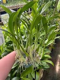 Image result for Liparis