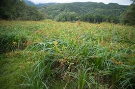 Image result for Rhynchospora corymbosa