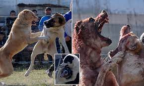 Preserving the traditional central asian shepherd alabai dog. Dogs Rip Chunks From Each In Vicious Arena Fighting While Young Children Watch In Kyrgyzstan Daily Mail Online