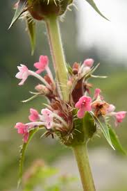 Image result for Caprifoliaceae