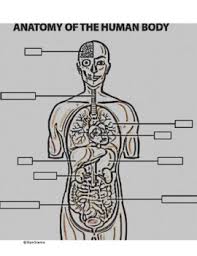 Check spelling or type a new query. Anatomy Coloring Page Worksheets Teaching Resources Tpt