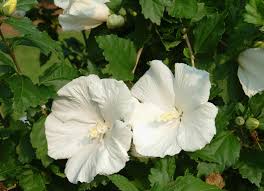 Image result for Hibiscus syriacus Violet Clair Double
