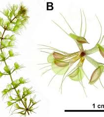 Image result for Aldrovanda