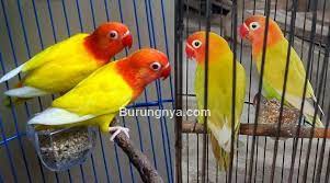 We did not find results for: 17 Perbedaan Fisik Lovebird Lutino Dan Pastel Kuning Burungnya Com