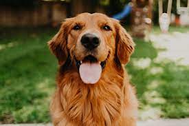 Golden Retriever Golden Retriever Hiking Dogs Red Retriever