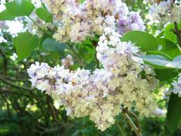 Park's badly neglected north end. Where To Find Flowers In Central Park In April Wanderwisdom